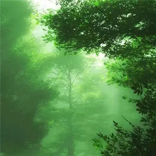 唯美森林风景头像图片