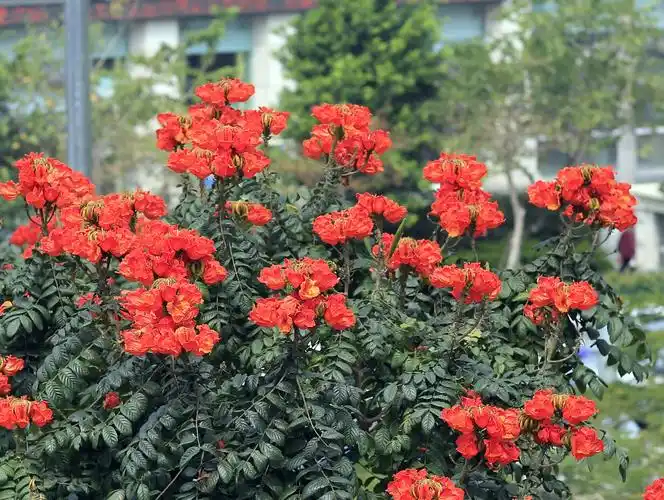 熊熊燃烧的火焰树