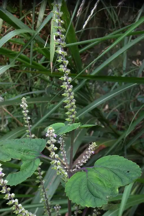 紫苏与野生紫苏唇形科紫苏属