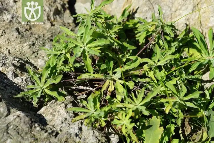 假还阳参(crepidiastrum lanceolatum) (2).