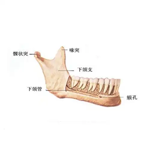 下颌升支部上方有两个骨性突起,在后方者称为髁状突,在前方者称为喙突