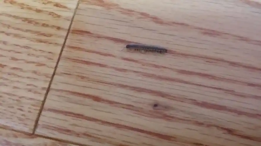 上海今年初装修的房子实木地板,现在偶尔发现2cm左右的多足虫,想知道