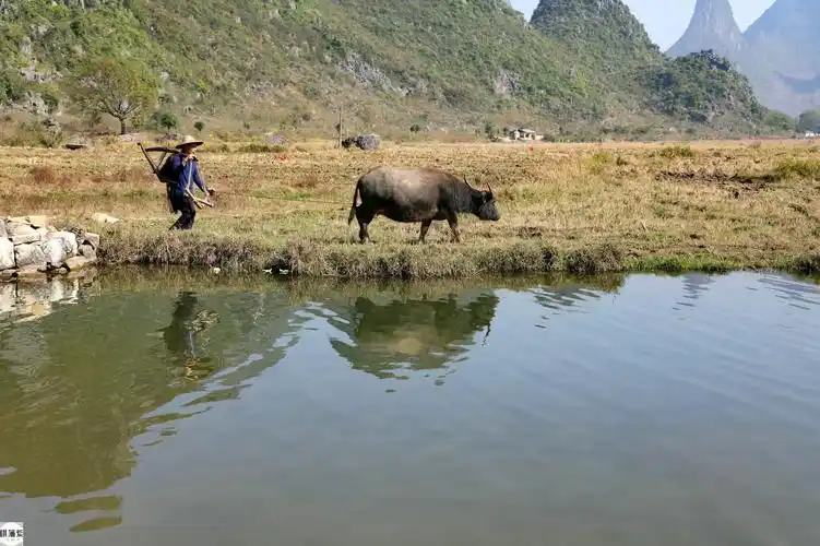 广西12岁水牛走"猫步",6旬农村老汉笑了:月挣3万