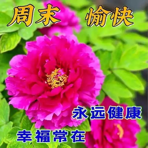 中午好片大全,中午好问候,中午好祝福|快乐|悠然|幸福_网易订阅