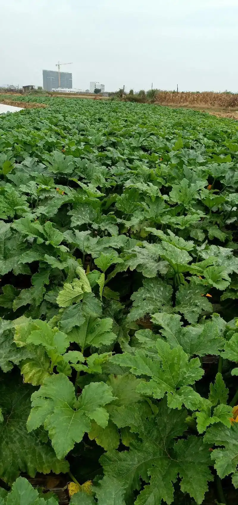 西葫芦又名三叶瓜也可以叫小瓜,可以炒着吃,煮着吃.看上的老板 - 抖音