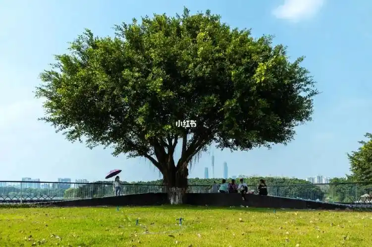 广州  #广州拍照  #大树 #摄影日常  #摄影  #广州 塔#广州扫街