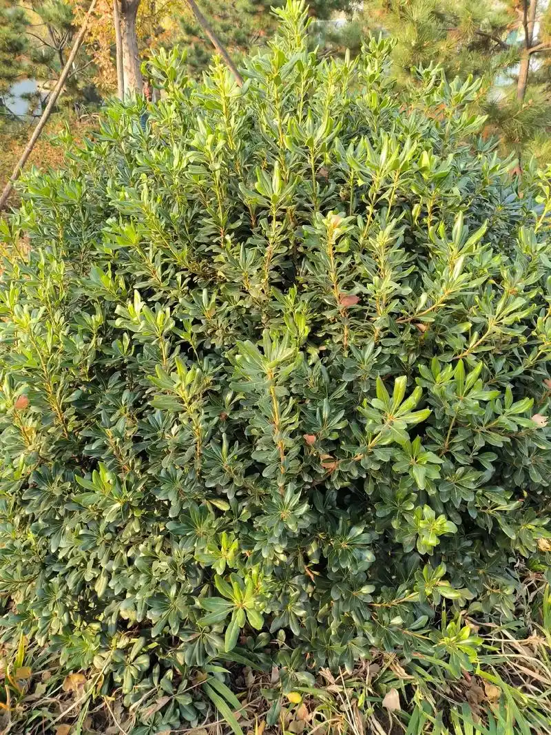 海桐是海桐科海桐属常绿灌木或小乔木. 海 - 抖音