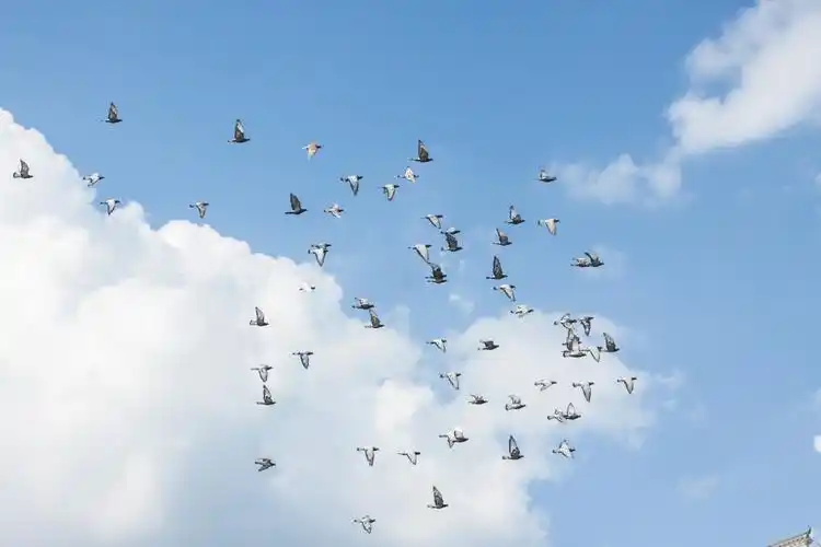 那一日拍到了阳光下的鸽子不是彩色的