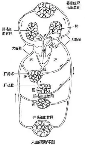 血液的循环简图