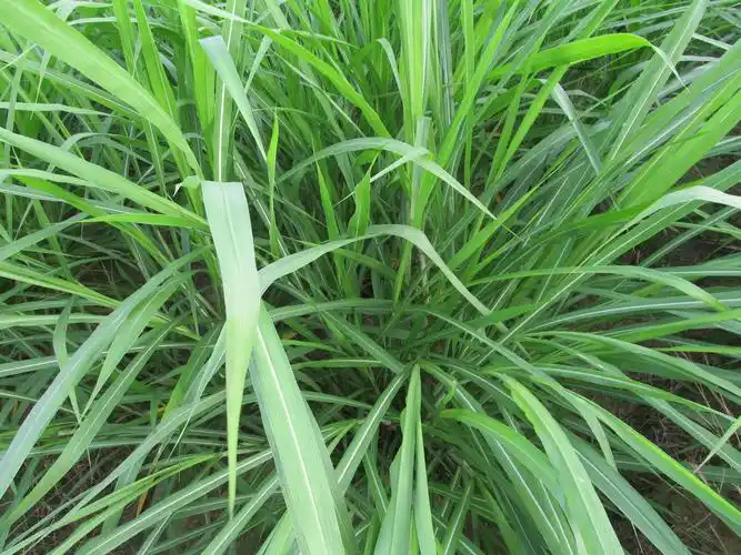 多年生黑麦草可以喂荷兰猪吗?