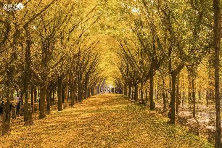 金光大道(立冬)