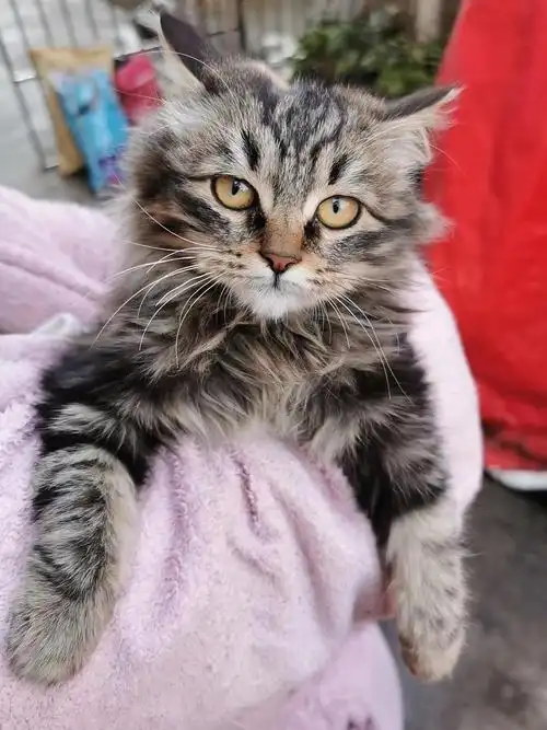 【领养】颜值超高的长毛猫,坐标上海,三长毛狸花.