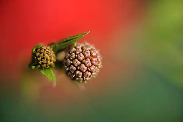 红色扶桑花花蕊果实