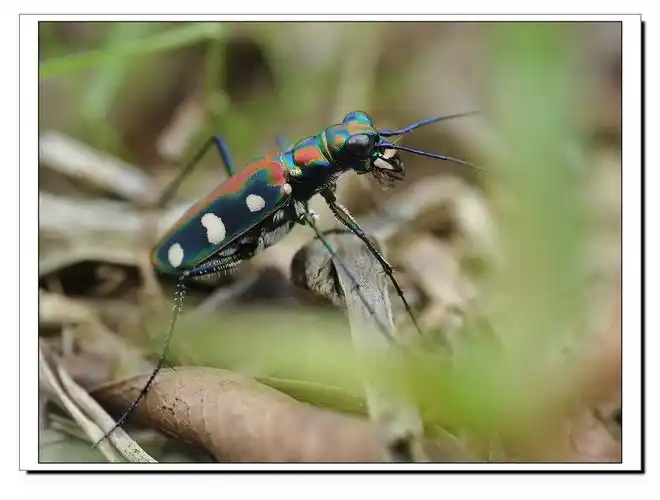 虎甲(动物)虎甲(tigerbeetle),是昆虫纲(insecta)鞘翅目(coleoptera)