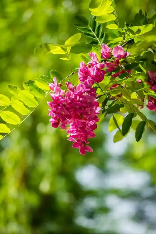 公园里的那些花花草草