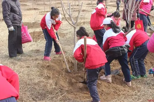 山东省潍坊杨庄小学少先队植树行动