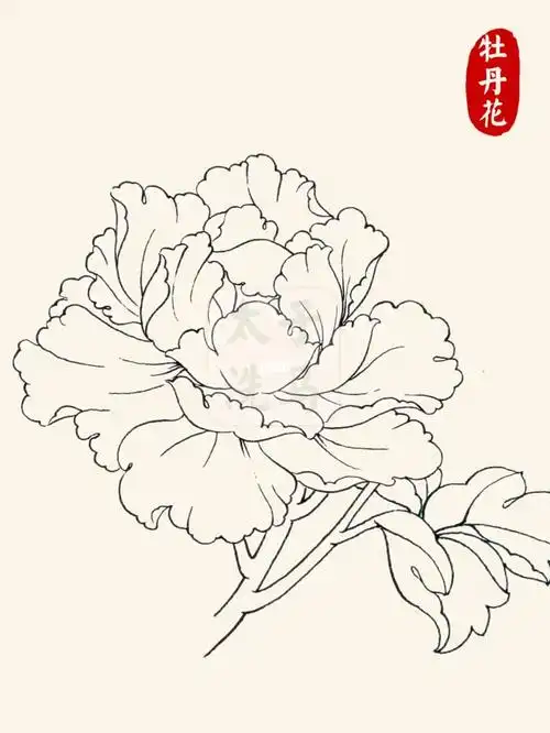 国画入门|98线描/白描花卉合集97持续更新6015