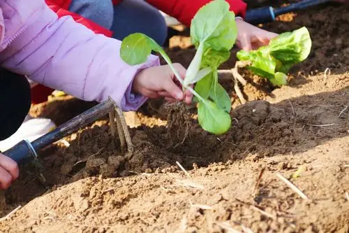 你看,我会种菜了 果然是有苦有乐啊… 终于知道农民伯伯的幸苦了,不