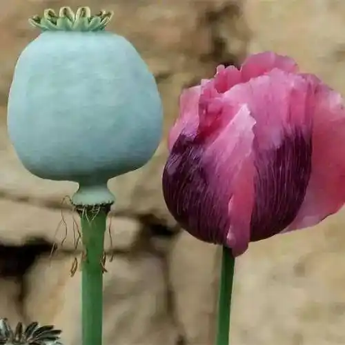 罂粟是重要的制毒原植物,国家明令禁止非法种植._毒品