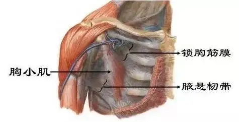 锁胸筋膜这样,就使移动肩胛骨的所有肌肉之间的筋膜具有延续性.
