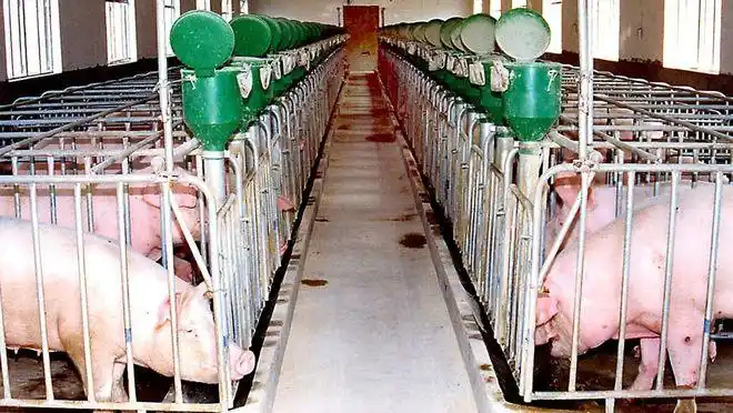 养猪赚钱有保障,这猪场不比国外的差多少|母猪|蔬菜大棚|猪舍_网易