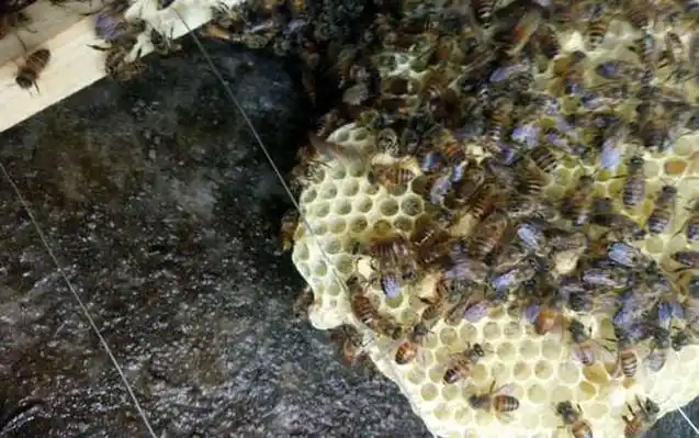 夏季怎样让蜂王多产卵?