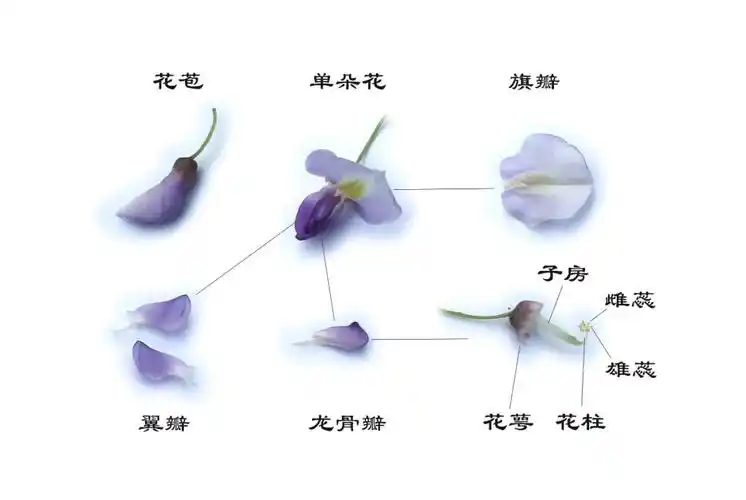 云上科普紫藤花开玉渊潭