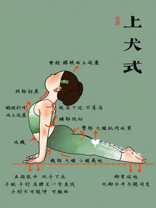 上犬式最强解析看完这篇就够了