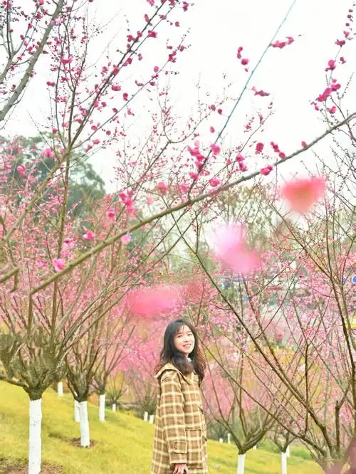 重庆拍照上千亩梅园0元免费打卡