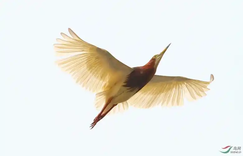 一飞冲天的池鹭