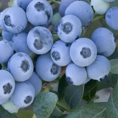 老王苗木大果薄雾蓝莓树苗南北方种植盆栽地栽四季当年结果果树