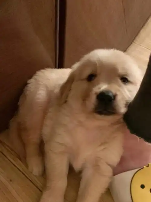 小奶狗时期太可爱了浅浅怀念一下