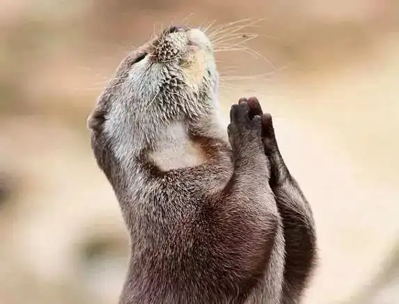 奇观动物拜佛大全千年一见佛法无边感天动地