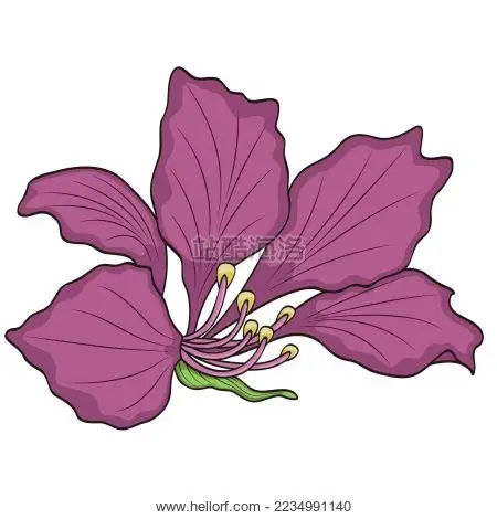 无缝 紫荆花 矢量图