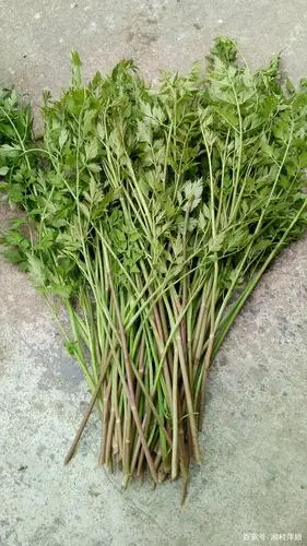 野芹菜,一般长在田间地里头,或是沟渠旁,清炒或是炒田螺,鳝鱼都很好吃