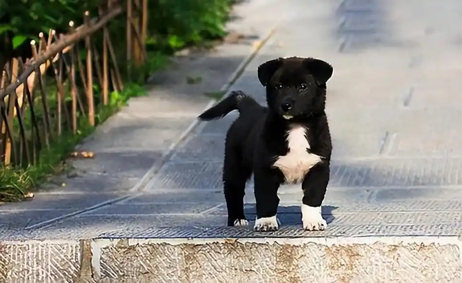 俗话说"四蹄踏雪送福来",说的四爪的毛发如果是白色的狗,那养它一定能