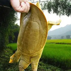 3斤食用公甲鱼鲜活野养生态活老鳖外塘甲鱼苗水鱼活体团鱼青黄背