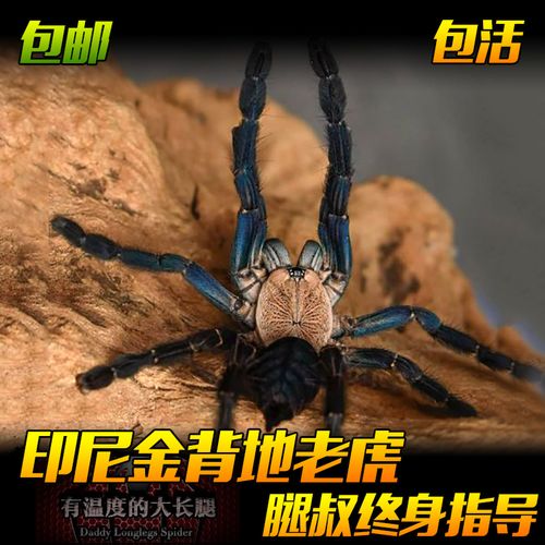 腿叔～印尼金背地老虎凶猛金色背甲树栖生长快速宠物蜘蛛捕鸟蛛