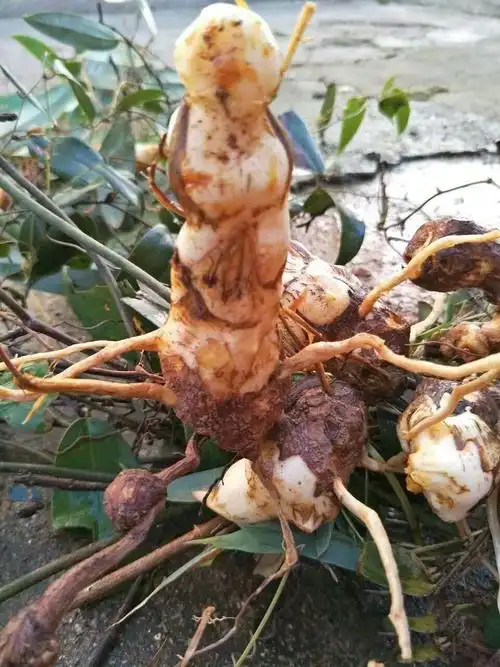 土茯苓 广西土茯苓批发 供应土茯苓价格实惠 土茯苓苗_其他攀爬植物