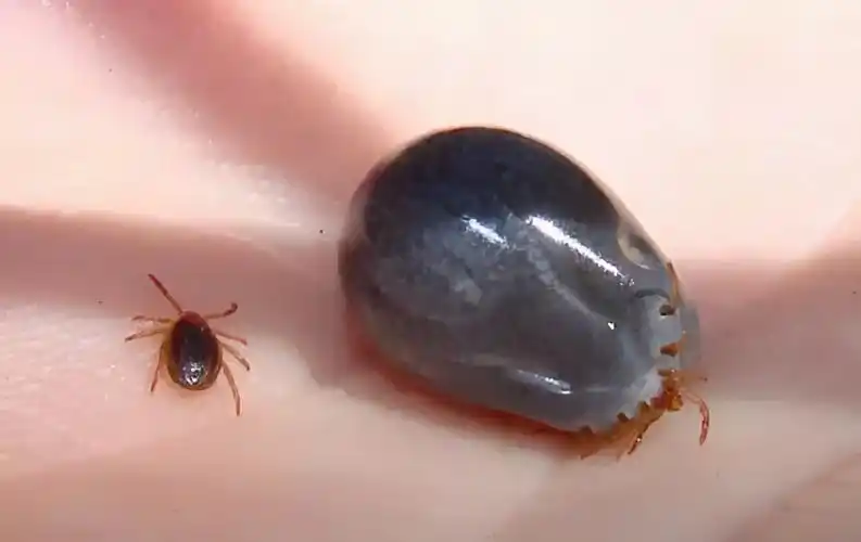 带娃出门一定小心这种"夺命黑虫"!已有多人中招