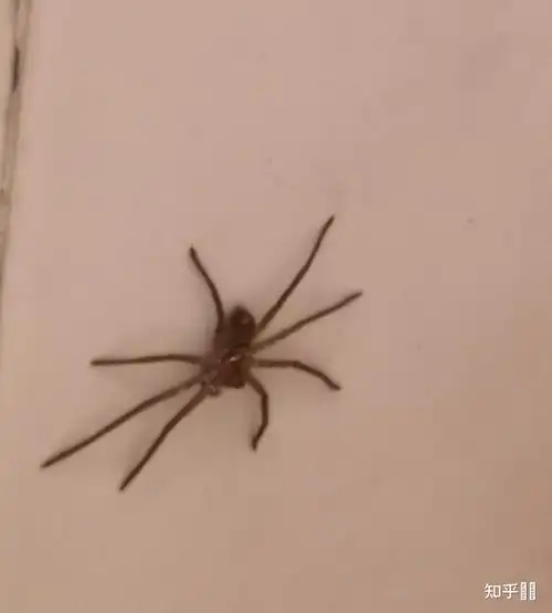 白额高脚蜘蛛是这样的么