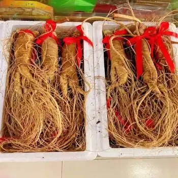 特大鲜人参长白山野山参林下参人生人参新鲜草参湿泡酒中药材人叁 单