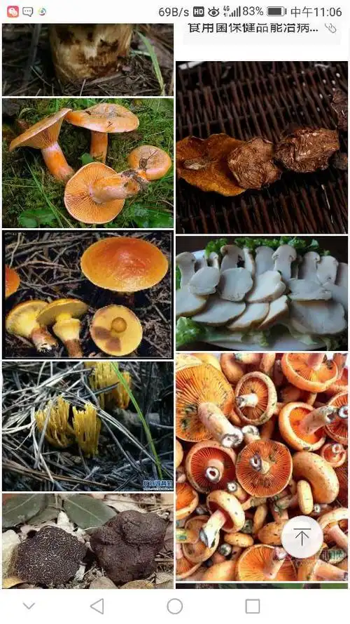 松林里可食用菌图片