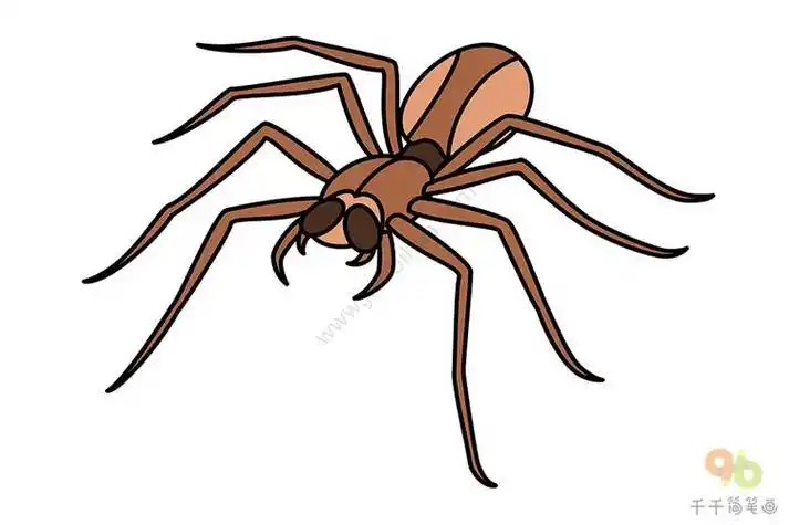 蜘蛛的简笔画彩色