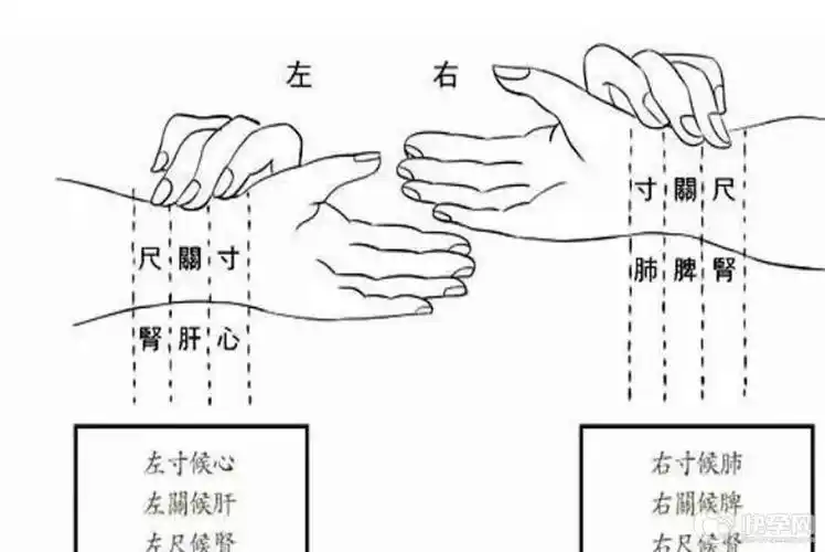 中医把脉怎么判断是喜脉喜脉在哪个位置最新图解