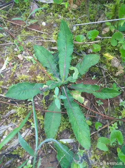 健康#野生的地胆头,又称地胆草,草鞋巴,山里生长的一种杂草可以采挖