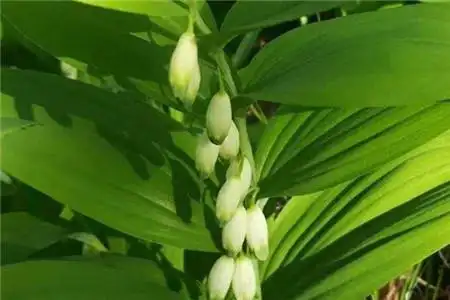 玉竹价格玉竹图片