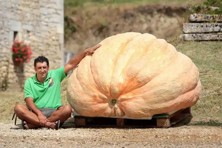 643千克:法国农民种出世界最大南瓜