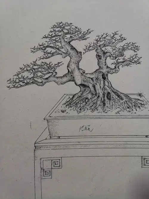 盆景造型设计有没有必要