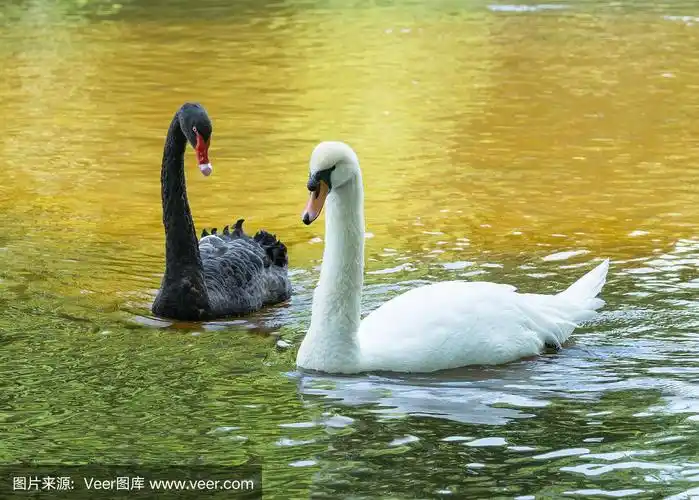 白天鹅与黑天鹅